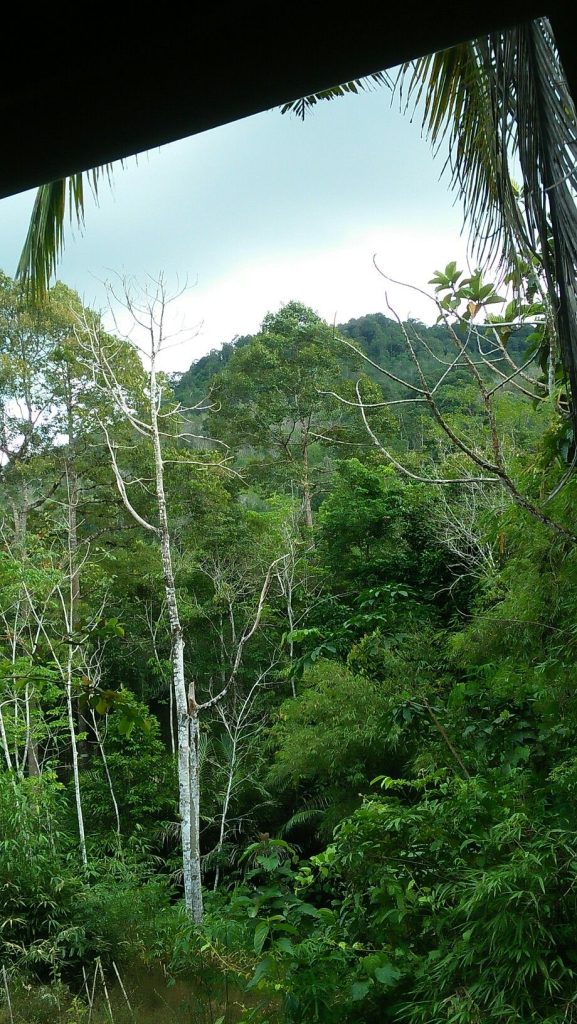 Gambar ini memiliki atribut alt yang kosong; nama berkasnya adalah GAMBAR-HUTAN-1-577x1024.jpg